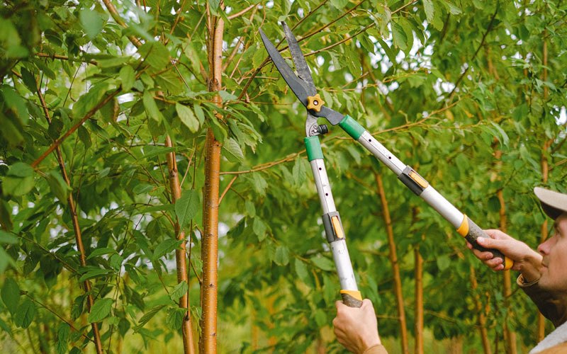 Tree trimming in Rensselaer, IN